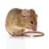muizen eten voedsel